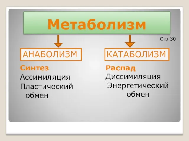 Метаболизм Распад Диссимиляция Энергетический обмен Синтез Ассимиляция Пластический обмен Стр 30 АНАБОЛИЗМ КАТАБОЛИЗМ