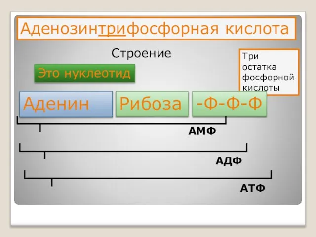 Аденозинтрифосфорная кислота Строение Это нуклеотид Три остатка фосфорной кислоты Аденин Рибоза -Ф-Ф-Ф АМФ АДФ АТФ