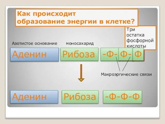 40 кДж 40 кДж Три остатка фосфорной кислоты Аденин Рибоза -Ф- Как