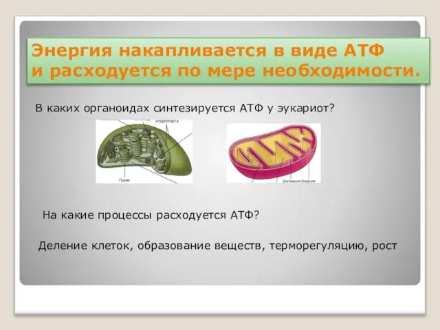 Энергия накапливается в виде АТФ и расходуется по мере необходимости. В каких