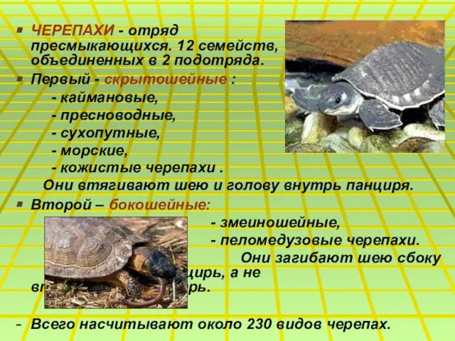 ЧЕРЕПАХИ - отряд пресмыкающихся. 12 семейств, объединенных в 2 подотряда. Первый -