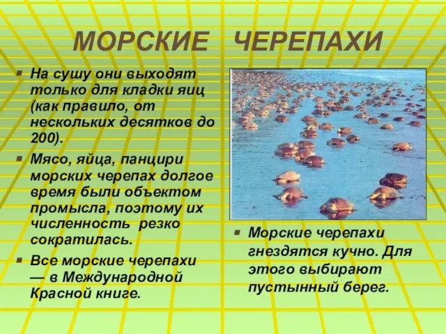 МОРСКИЕ ЧЕРЕПАХИ На сушу они выходят только для кладки яиц (как правило,