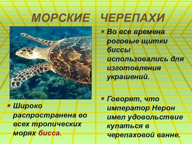 МОРСКИЕ ЧЕРЕПАХИ Широко распространена во всех тропических морях бисса. Во все времена