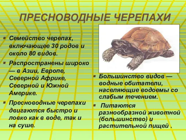 ПРЕСНОВОДНЫЕ ЧЕРЕПАХИ Семейство черепах, включающее 30 родов и около 80 видов. Распространены