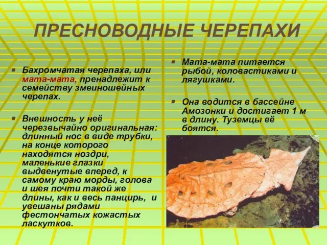 ПРЕСНОВОДНЫЕ ЧЕРЕПАХИ Бахромчатая черепаха, или мата-мата, пренадлежит к семейству змеиношейных черепах. Внешность