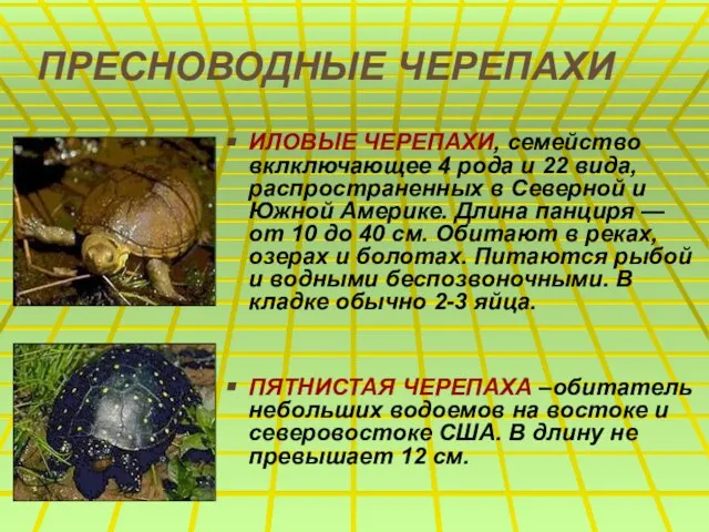 ПРЕСНОВОДНЫЕ ЧЕРЕПАХИ ИЛОВЫЕ ЧЕРЕПАХИ, семейство вклключающее 4 рода и 22 вида, распространенных