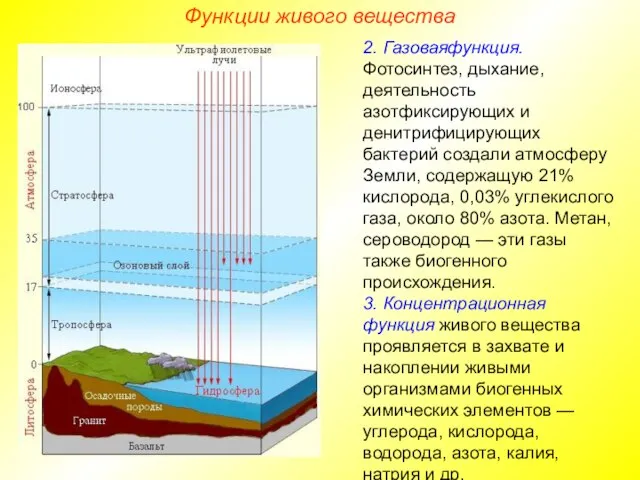 Функции живого вещества 2. Газоваяфункция.Фотосинтез, дыхание, деятельность азотфиксирующих и денитрифицирующих бактерий создали