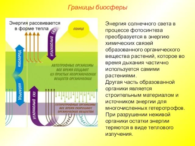 Границы биосферы Энергия солнечного света в процессе фотосинтеза преобразуется в энергию химических