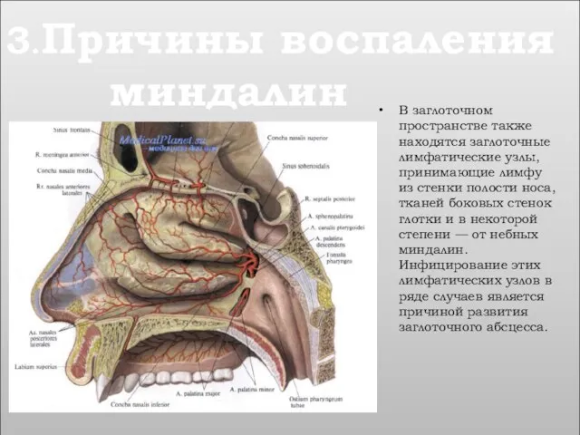 В заглоточном пространстве также находятся заглоточные лимфатические узлы, принимающие лимфу из стенки