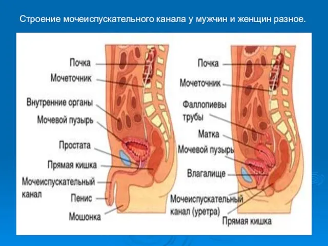 Строение мочеиспускательного канала у мужчин и женщин разное.