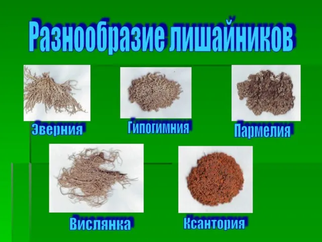 Разнообразие лишайников Эверния Гипогимния Пармелия Вислянка Ксантория