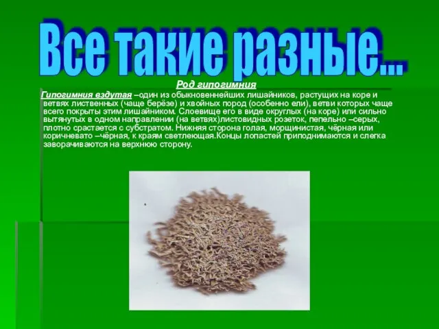 Все такие разные... Род гипогимния Гипогимния вздутая –один из обыкновеннейших лишайников, растущих