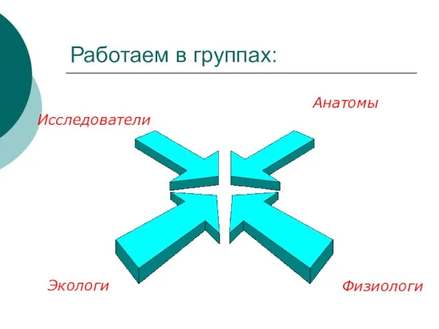 Работаем в группах: Анатомы Физиологи Экологи Исследователи