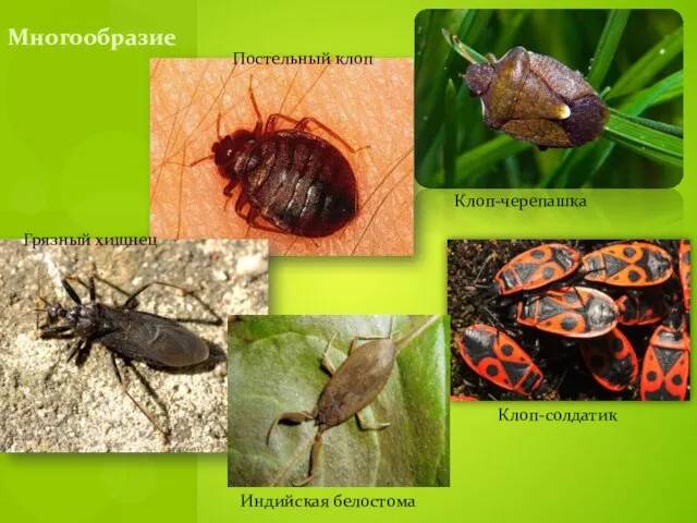 Многообразие Клоп-черепашка Постельный клоп Клоп-солдатик Грязный хищнец Индийская белостома