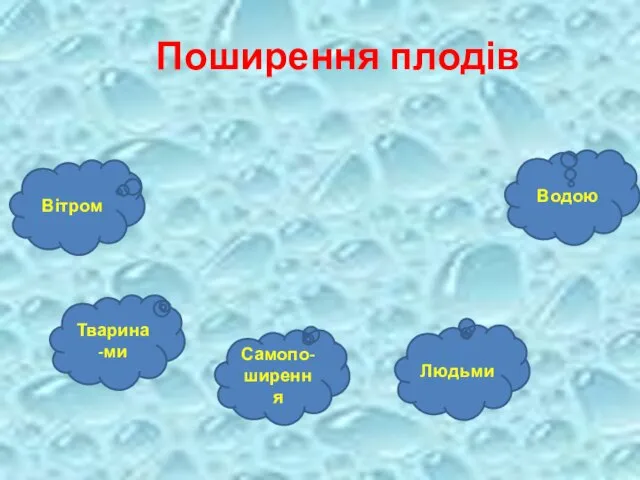 Поширення плодів Вітром Тварина-ми Самопо-ширення Людьми Водою