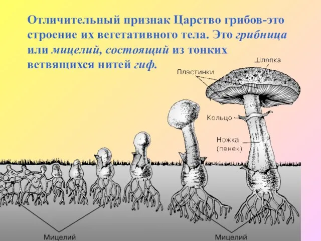 Отличительный признак Царство грибов-это строение их вегетативного тела. Это грибница или мицелий,