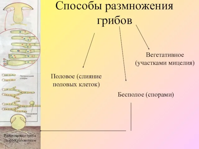 Способы размножения грибов Вегетативное (участками мицелия) Бесполое (спорами) Половое (слияние половых клеток) Размножение гриба спорообразованием