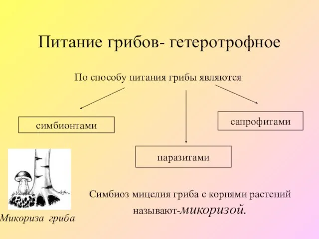 Питание грибов- гетеротрофное По способу питания грибы являются симбионтами паразитами сапрофитами Симбиоз