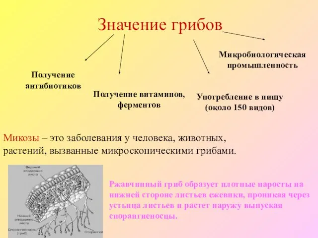 Значение грибов Получение антибиотиков Получение витаминов, ферментов Употребление в пищу (около 150