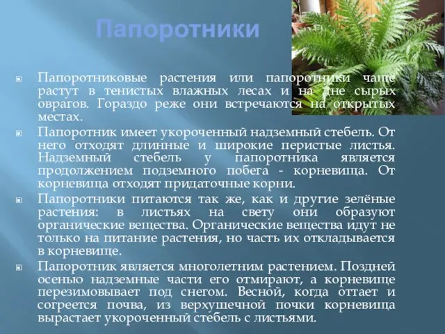 Папоротники Папоротниковые растения или папоротники чаще растут в тенистых влажных лесах и