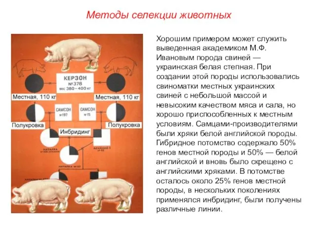 Хорошим примером может служить выведенная академиком М.Ф.Ивановым порода свиней — украинская белая