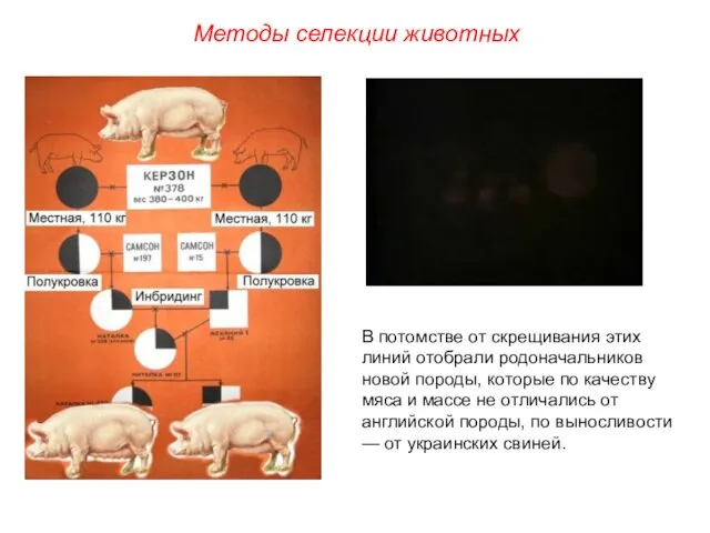 В потомстве от скрещивания этих линий отобрали родоначальников новой породы, которые по