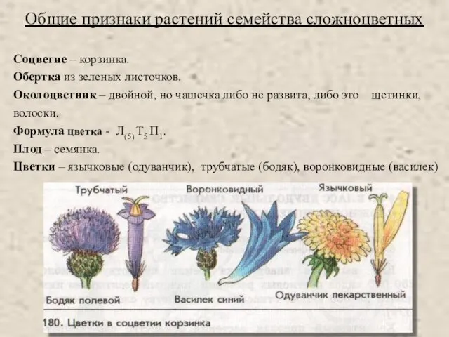 Общие признаки растений семейства сложноцветных Соцветие – корзинка. Обертка из зеленых листочков.