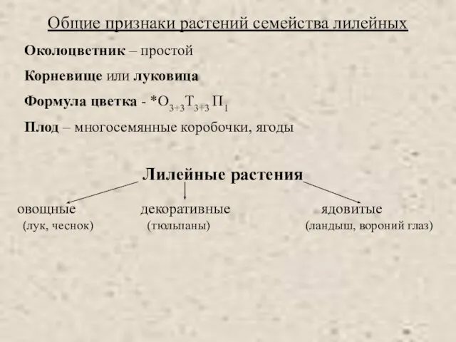 Общие признаки растений семейства лилейных Околоцветник – простой Корневище или луковица Формула