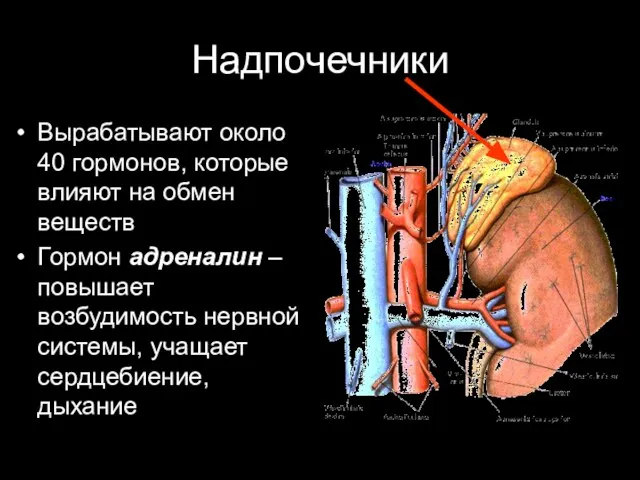 Надпочечники Вырабатывают около 40 гормонов, которые влияют на обмен веществ Гормон адреналин