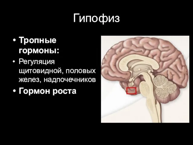 Гипофиз Тропные гормоны: Регуляция щитовидной, половых желез, надпочечников Гормон роста