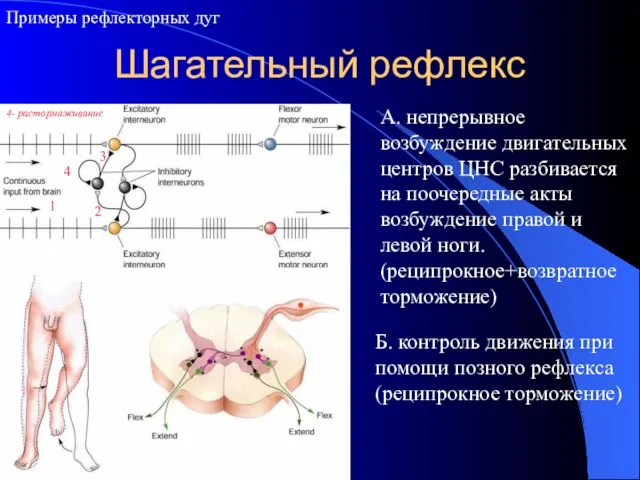 Шагательный рефлекс Примеры рефлекторных дуг А. непрерывное возбуждение двигательных центров ЦНС разбивается