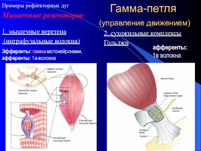 Гамма-петля (управление движением) 1. мышечные веретена (интрафузальные волокна) Эфференты: гамма-мотонейронами, афференты: 1а-волокна