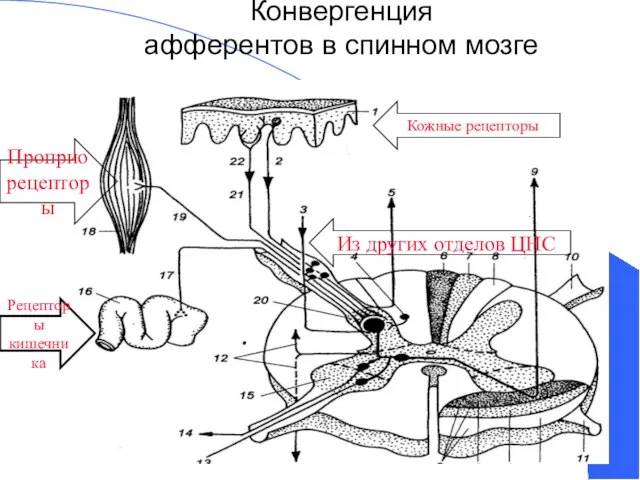 Конвергенция афферентов в спинном мозге Рецепторы кишечника Кожные рецепторы Проприо рецепторы Из других отделов ЦНС