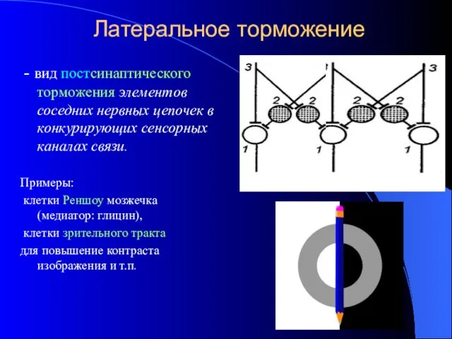 Латеральное торможение - вид постсинаптического торможения элементов соседних нервных цепочек в конкурирующих