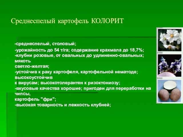 Среднеспелый картофель КОЛОРИТ -среднеспелый, столовый; -урожайность до 54 т/га; содержание крахмала до