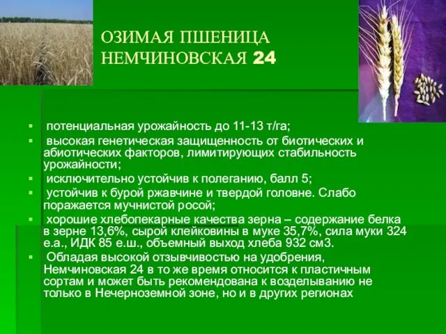 ОЗИМАЯ ПШЕНИЦА НЕМЧИНОВСКАЯ 24 потенциальная урожайность до 11-13 т/га; высокая генетическая защищенность