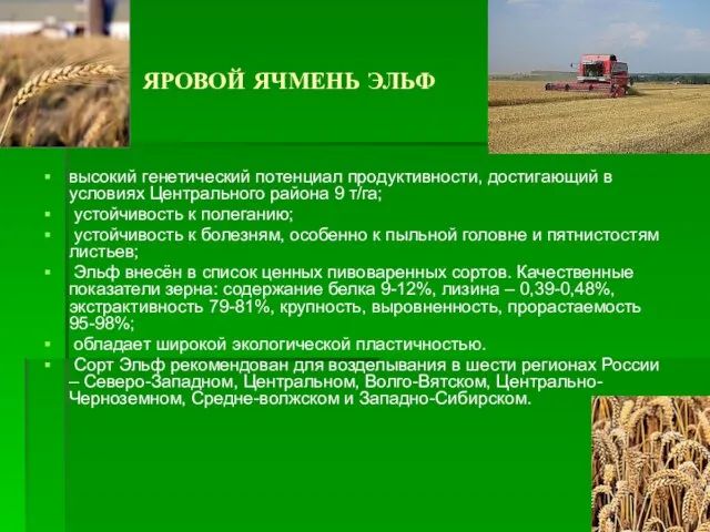 ЯРОВОЙ ЯЧМЕНЬ ЭЛЬФ высокий генетический потенциал продуктивности, достигающий в условиях Центрального района