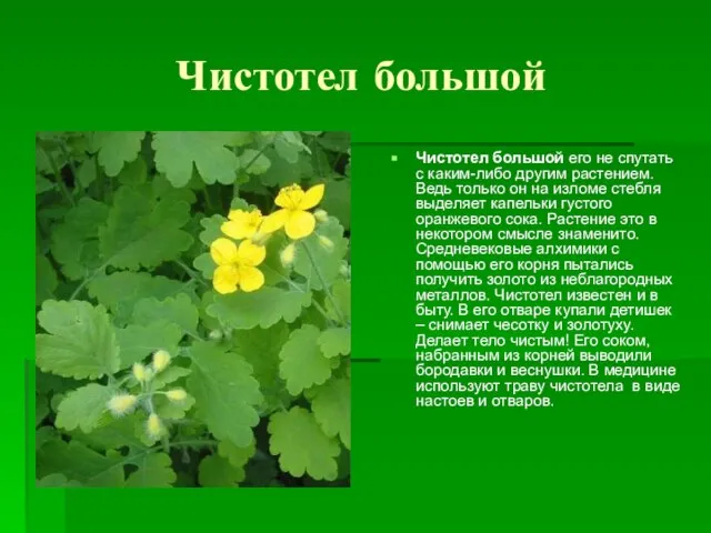 Чистотел большой Чистотел большой его не спутать с каким-либо другим растением. Ведь