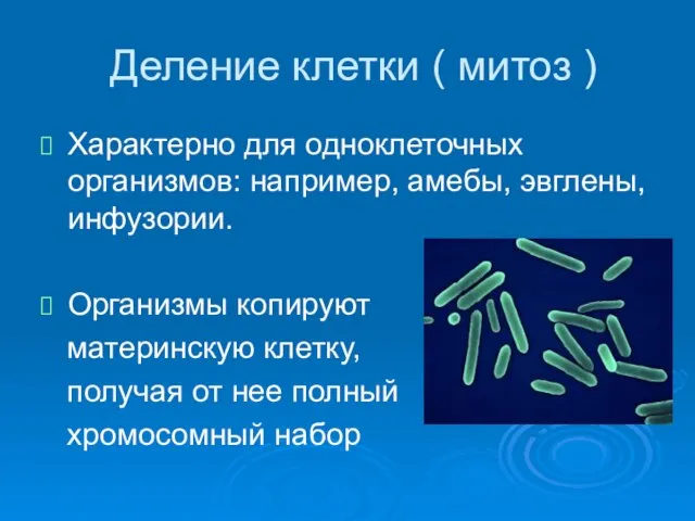 Деление клетки ( митоз ) Характерно для одноклеточных организмов: например, амебы, эвглены,