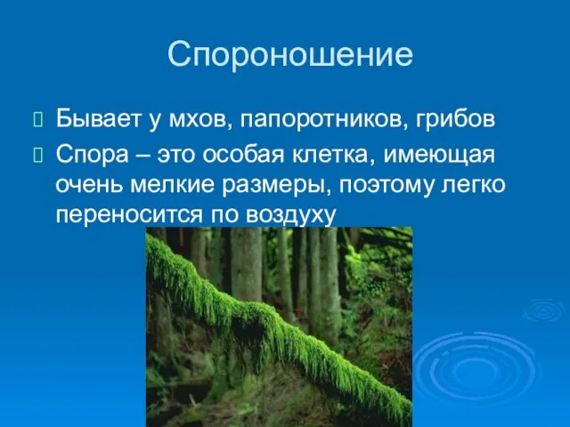 Спороношение Бывает у мхов, папоротников, грибов Спора – это особая клетка, имеющая