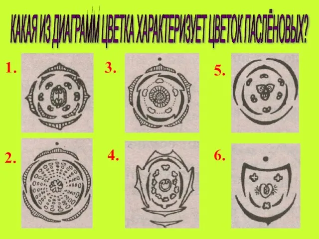 КАКАЯ ИЗ ДИАГРАММ ЦВЕТКА ХАРАКТЕРИЗУЕТ ЦВЕТОК ПАСЛЁНОВЫХ? 1. 2. 3. 4. 5. 6.