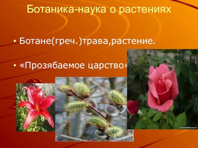 Ботаника-наука о растениях Ботане(греч.)трава,растение. «Прозябаемое царство»;