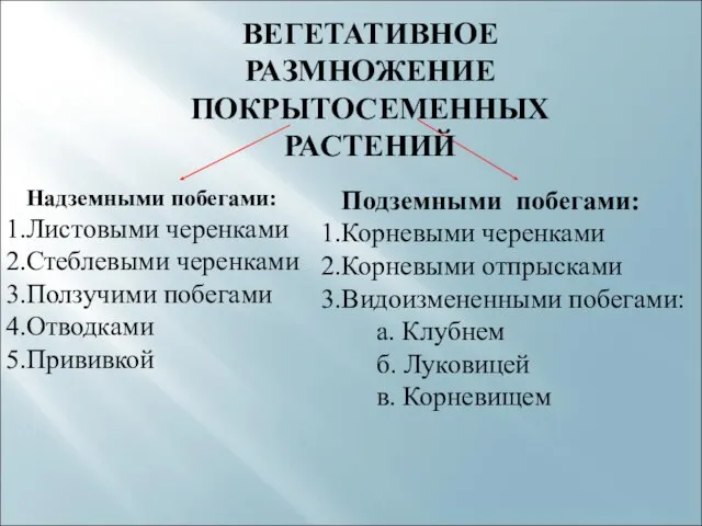 ВЕГЕТАТИВНОЕ РАЗМНОЖЕНИЕ ПОКРЫТОСЕМЕННЫХ РАСТЕНИЙ Надземными побегами: Листовыми черенками Стеблевыми черенками Ползучими побегами