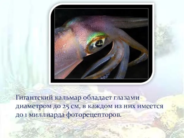 Гигантский кальмар обладает глазами диаметром до 25 см, в каждом из них