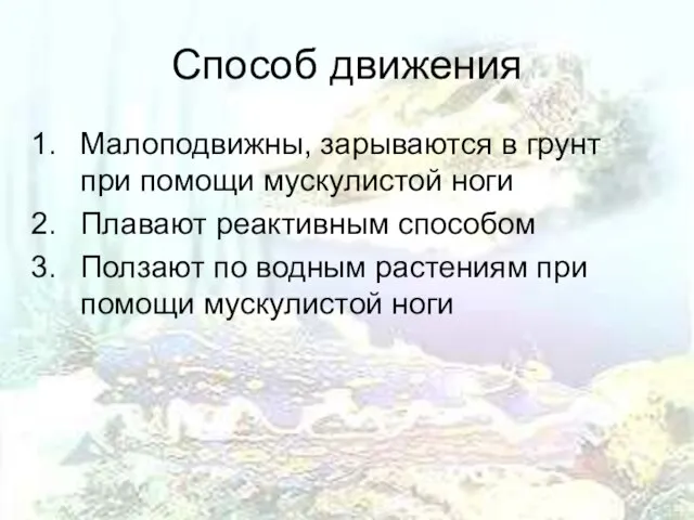 Способ движения Малоподвижны, зарываются в грунт при помощи мускулистой ноги Плавают реактивным