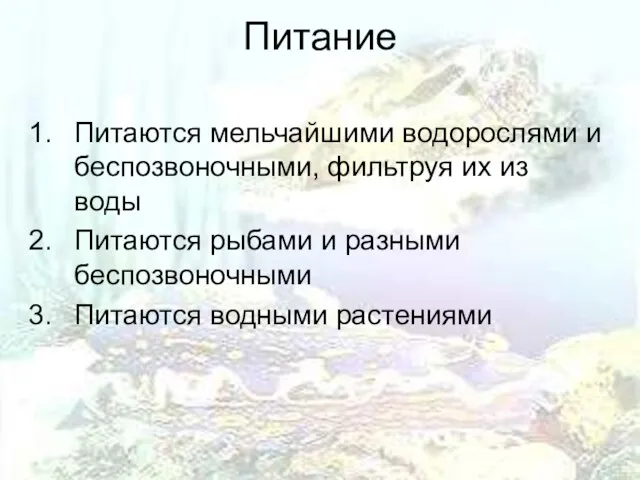 Питание Питаются мельчайшими водорослями и беспозвоночными, фильтруя их из воды Питаются рыбами