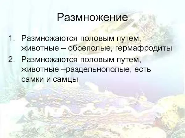 Размножение Размножаются половым путем, животные – обоеполые, гермафродиты Размножаются половым путем, животные