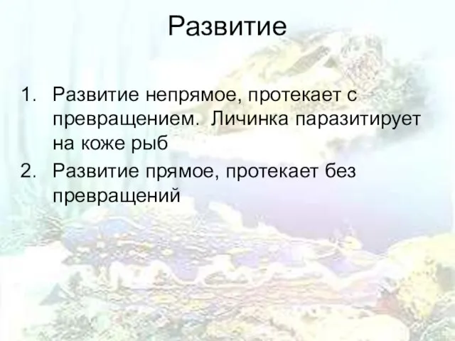 Развитие Развитие непрямое, протекает с превращением. Личинка паразитирует на коже рыб Развитие прямое, протекает без превращений