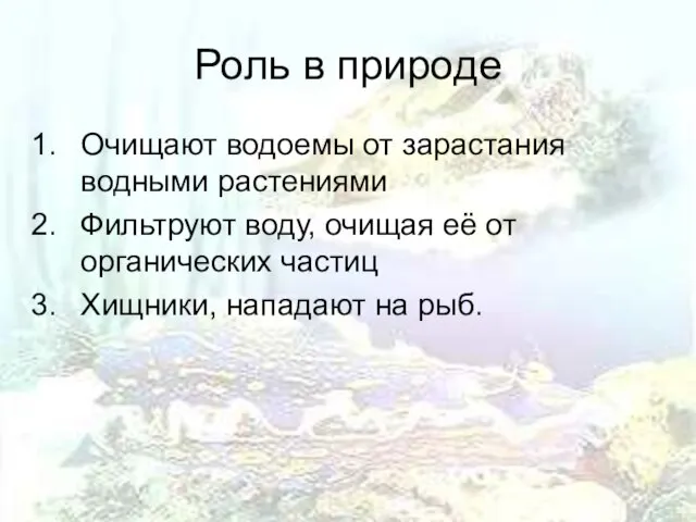 Роль в природе Очищают водоемы от зарастания водными растениями Фильтруют воду, очищая