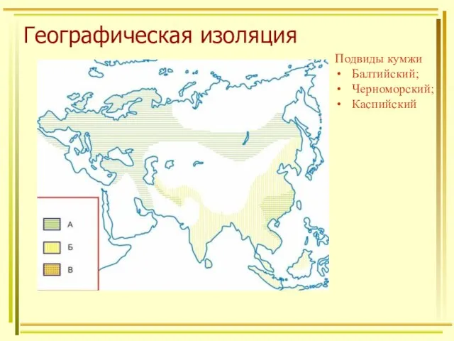 Географическая изоляция Подвиды кумжи Балтийский; Черноморский; Каспийский